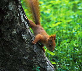 Squirrel cute at the tree  looking down