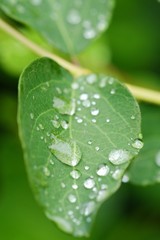 Beautiful drops of dew on a green leaf 