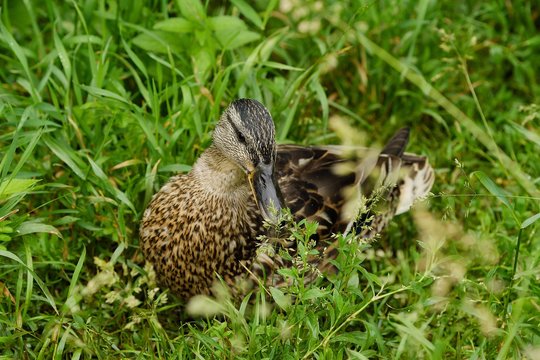 Beautiful brown duck in green grass view