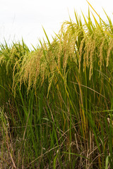 Fototapeta premium Close-up view of low golden yellow rice.