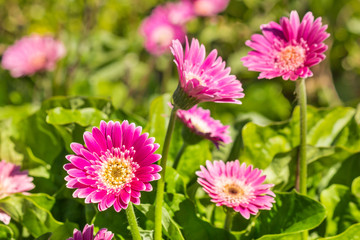 closeup of purple mini gerbera daisies growing in garden