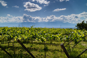 A Japanese Vineyard in Yamanashi