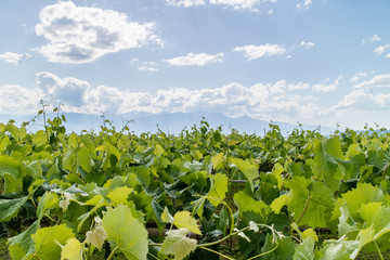 The Leaves From a Japanese Vineyard.