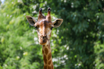 Naklejka na ściany i meble Giraffe that animal live in savanah, popular model about evolution biology