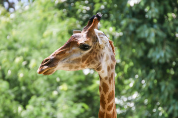 Giraffe that animal live in savanah, popular model about evolution biology