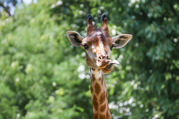 Obraz premium Giraffe that animal live in savanah, popular model about evolution biology