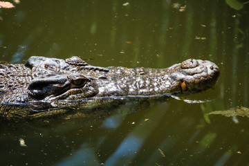 The Crocodile, Crocodiles are large reptiles found in tropical regions of Africa, Asia, the Americas and Australia