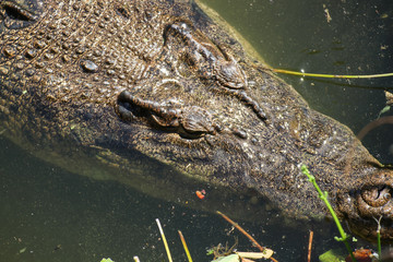 The Crocodile, Crocodiles are large reptiles found in tropical regions of Africa, Asia, the Americas and Australia