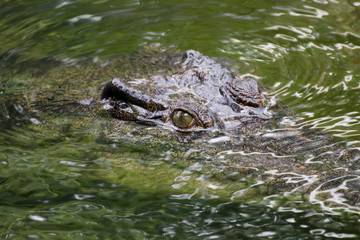 The Crocodile, Crocodiles are large reptiles found in tropical regions of Africa, Asia, the Americas and Australia