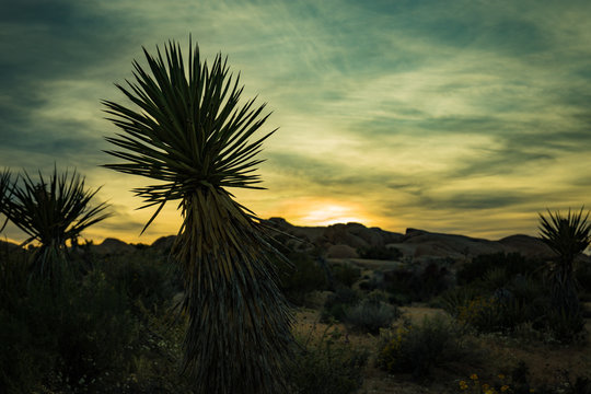 Joshua Tree Silhouette Sunset