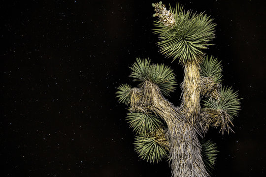Joshua Tree Night Sky