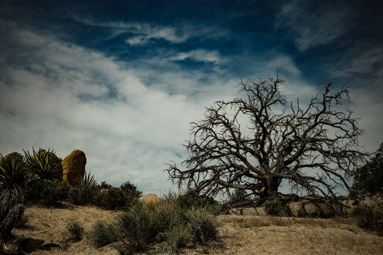 Desert Landscape with Dead Tree