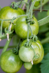 green tomatoes on vine