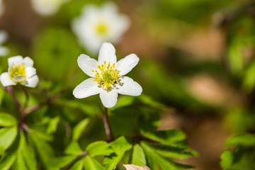 White anemones flowers blooming in spring