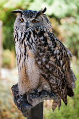 BENALMADENA, ANDALUCIA/SPAIN - JULY 7 : Eurasian Eagle-Owl (Bubo bubo) at Mount Calamorrow near Benalmadena in Spain on July 7, 2017
