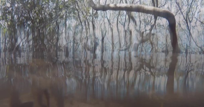 Mud flat Mangrove trees in coastal wetland estuary environment