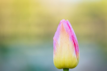 Beautiful spring tulips blooming
