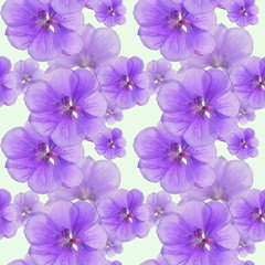 Fototapeta na wymiar Geranium, cranesbill, pelargonium. Seamless pattern texture of flowers. Floral background, photo collage