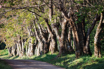 Cherry tree pathway in Khun Wang ChiangMai, Thailand.