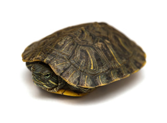 pet turtle red-eared slider or Trachemys scripta elegans hides its head under the shell