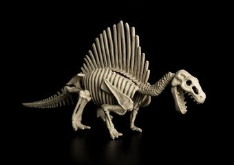 spinosaurus skeleton on a black background © Freer