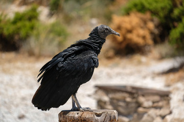 Juvenile Andean Condor (Vultur gryphus)