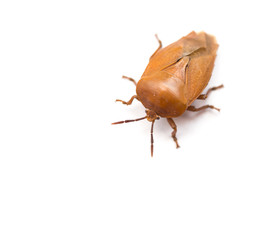 bed bug on white background with copy space