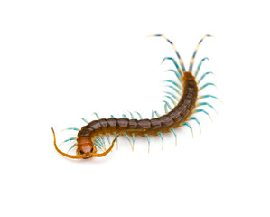 Centipede on a white background