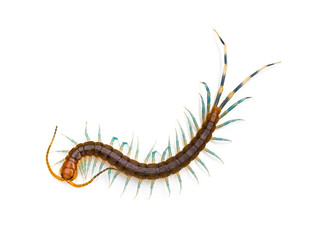 top view Centipede on a white background