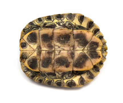 bottom of a pet turtle red-eared slider or Trachemys scripta elegans