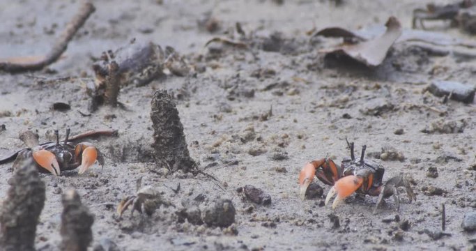 Soldier Crabs or mud crab on tidal flats of a mangrove marine estuary