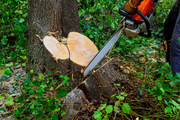 Man cuts tree with chainsaw