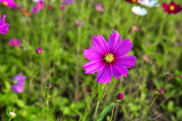 Obraz premium Beautiful pink flower Cosmos. With the evening light.Blake behind the mountain.Soft focus and background blurred