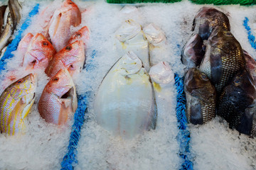 frozen fish on the counter at the supermarket