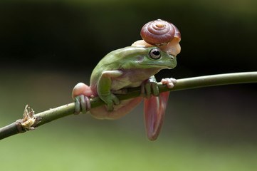 dumpy frog, frogs, tree frog, snails,