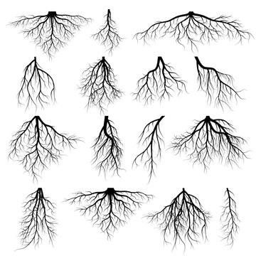 Set of tree roots