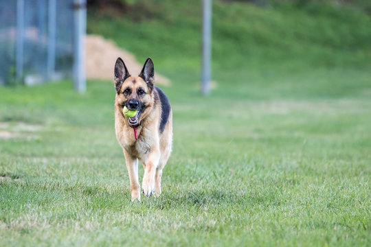 German Shepherd Walking with Tennis Ball
