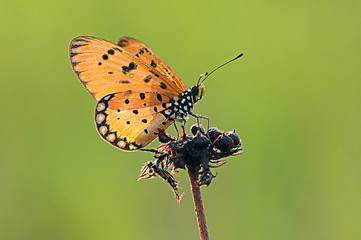 Fototapeta premium Monarch butterfly is feeding on a flower on a green background.
