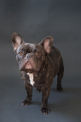 Studio portrait of French Bulldog on grey background