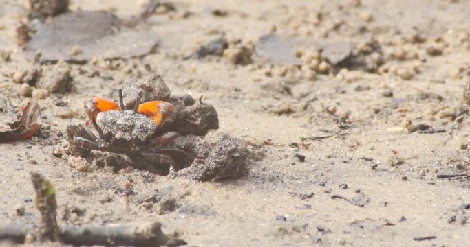 Soldier Crabs or mud crab on tidal flats of a mangrove marine estuary