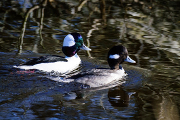 Bufflehead ducks