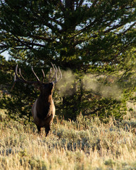 Bugling Elk, Jackson Hole