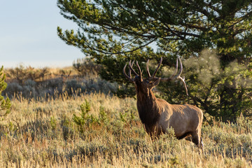 Naklejka na ściany i meble Bugling Elk, Jackson Hole