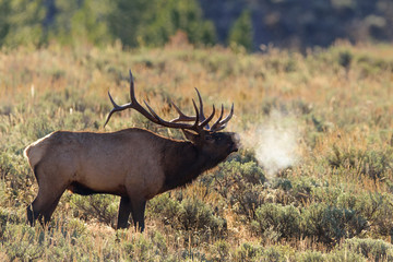 Bugling Elk, Jackson Hole