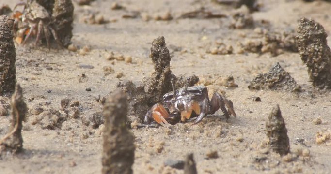 Soldier Crabs or mud crab on tidal flats of a mangrove marine estuary