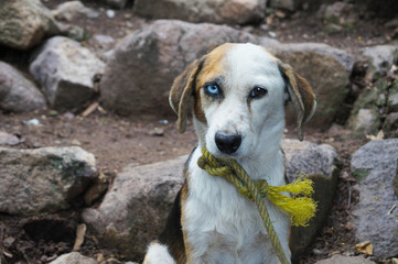 Resultado de imagen para perro amarrado