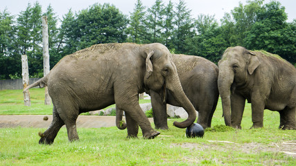 Denmark. Givskud zoo.