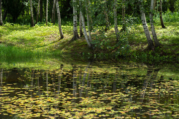 Obraz na płótnie Canvas Trees reflected in pond