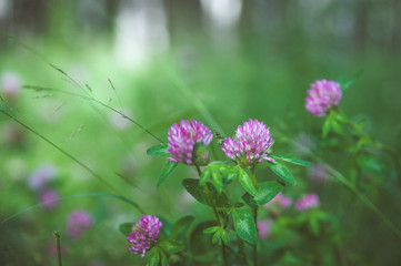 Fototapeta premium Clover flowers in green grass. Toned. Pink clover 