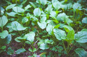 Plantain. Carpet of plantain, a medicinal plant. Toned